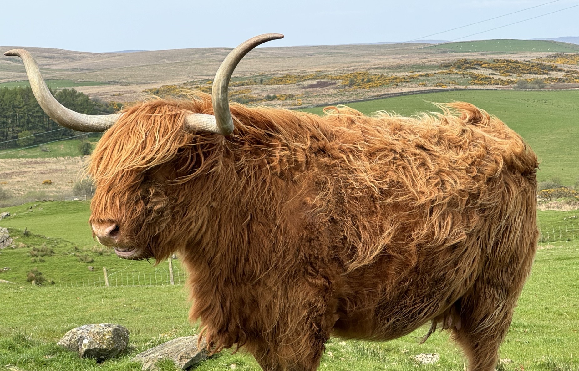 Highland coo
