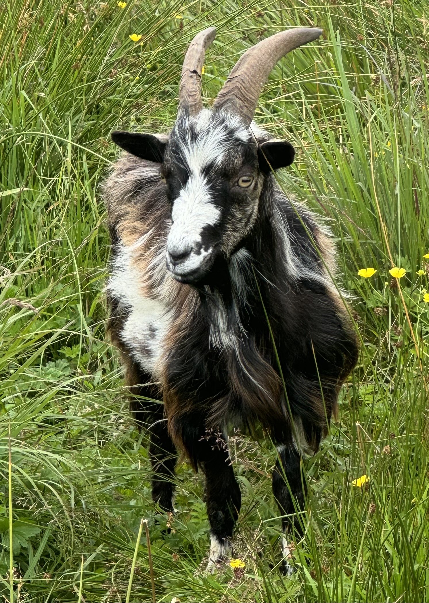 Wild Goat park