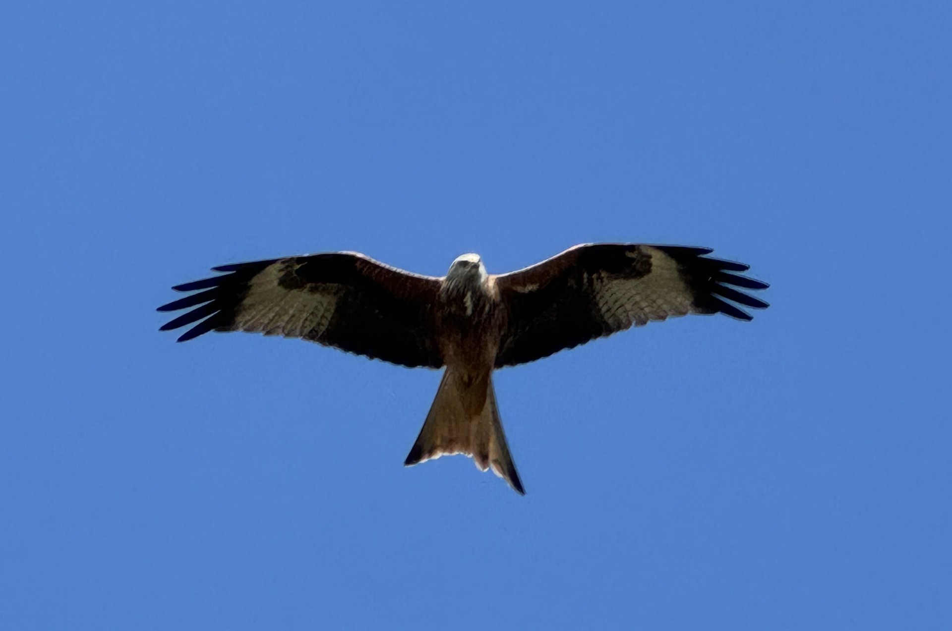 Red kite